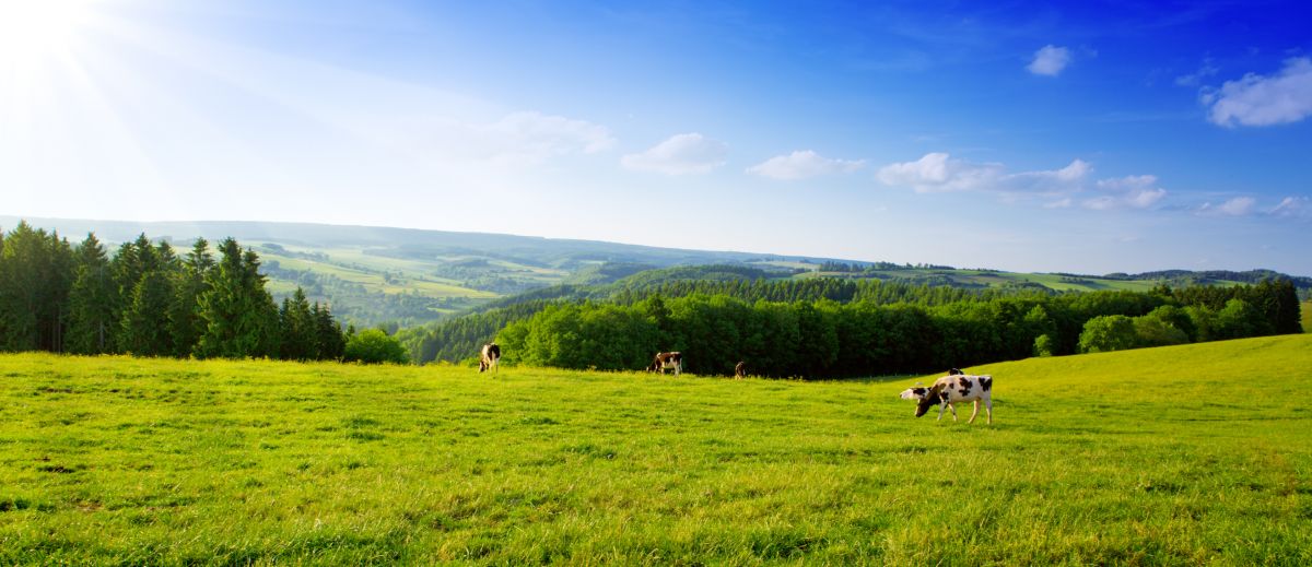 Wie Kühe und Rinder wieder auf die Weide kommen - Verbundforschung unter Göttinger Leitung untersucht neue Wege der Weidebewirtschaftung